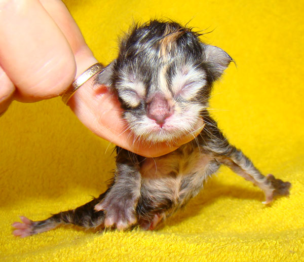     Catsvill County!   !    !       !!!    Catsvill County +7-926-544-74-09     .   ,   ,   ,    ,   ,  ,     ,   -,    ,   !